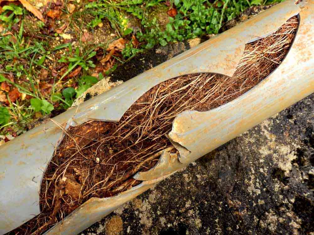 pipelines encroached by tree roots